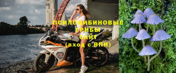 прущие грибы Медногорск