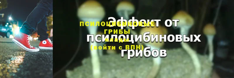 Псилоцибиновые грибы Psilocybe  купить закладку  Дудинка 